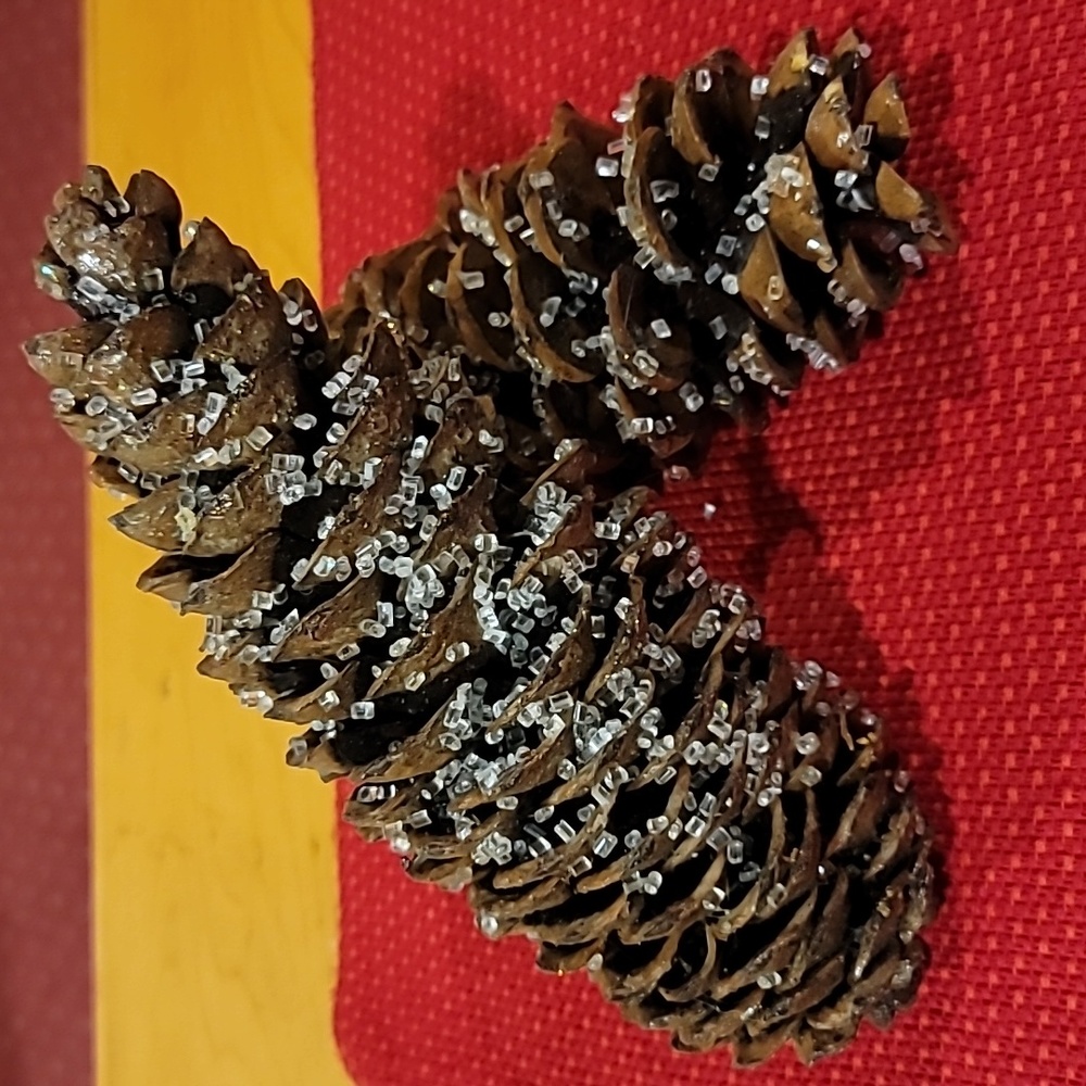 Very Large Pine Cones